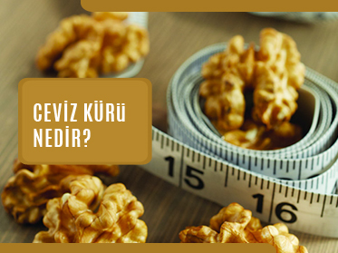 Ceviz Kürü Nedir? ceviz kuru nedir - Ceviz Kürü Nedir?